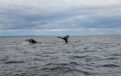 Bien observer les baleines : le guide ultime pour un spectacle inoubliable