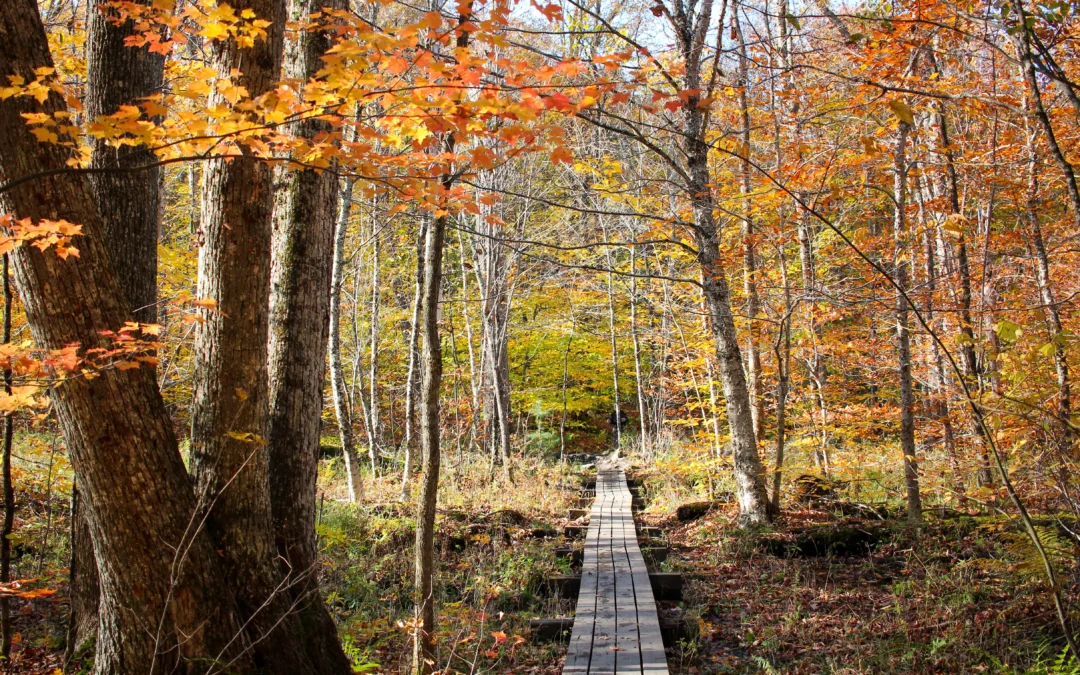 Où observer les couleurs d’automne à moins de 3h de Montréal ?
