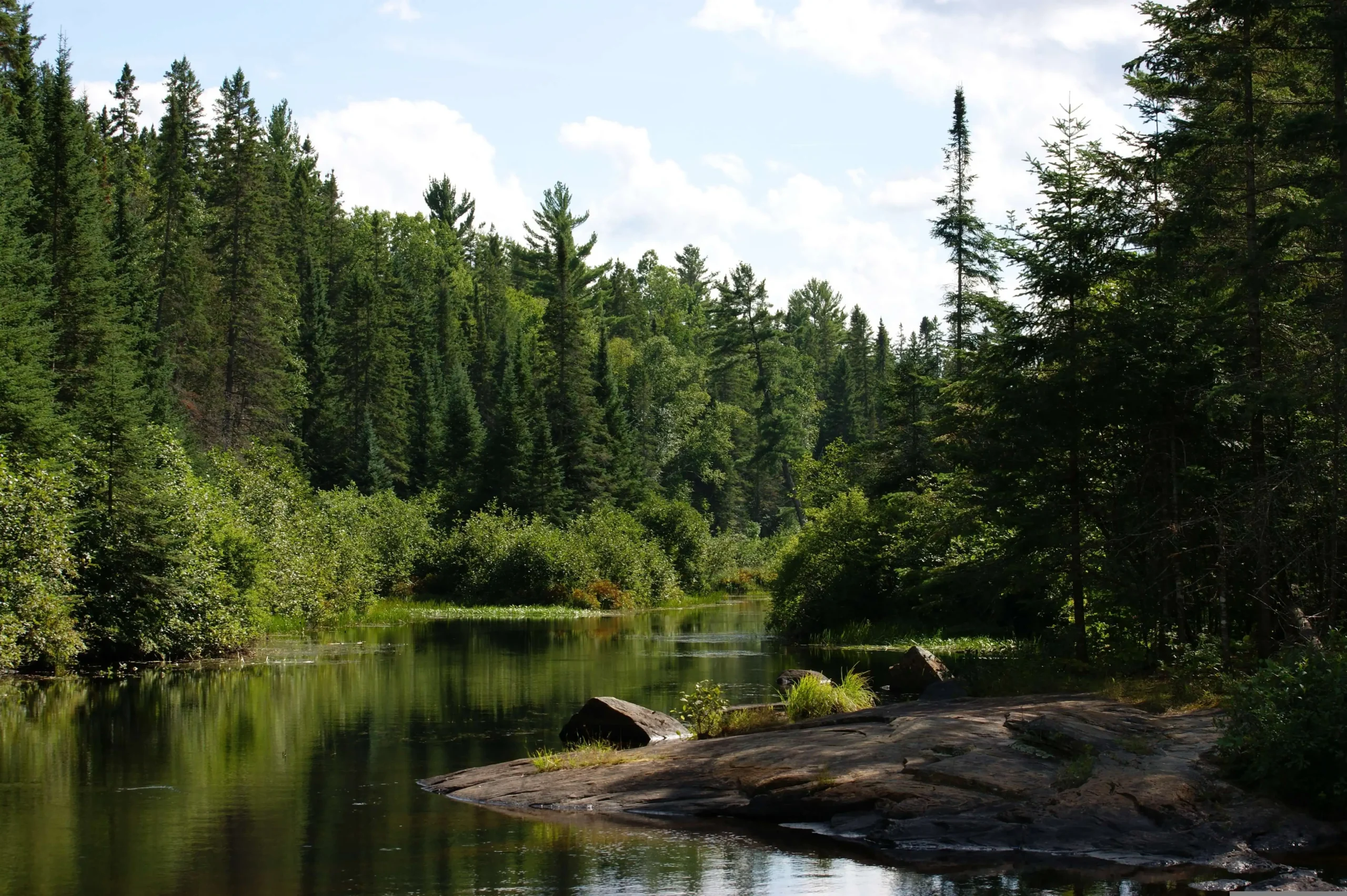 Rivière dans une forêt en Ontario