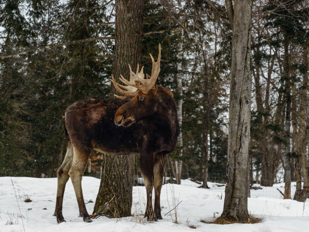 orignal dans le Parc Omega dans les laurentides